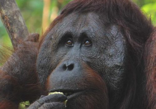orangutans_gallery_4_20140516_1122771722