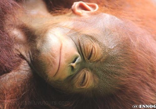 orangutans_gallery_6_20140516_1103623552