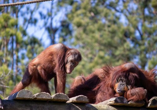 Two orangutans enjoying the outdoors on a sunny day, showcasing natural behaviors.
