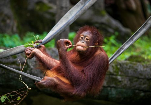 A young orangutan sits on ropes, enjoying a vine snack in a lush natural setting.